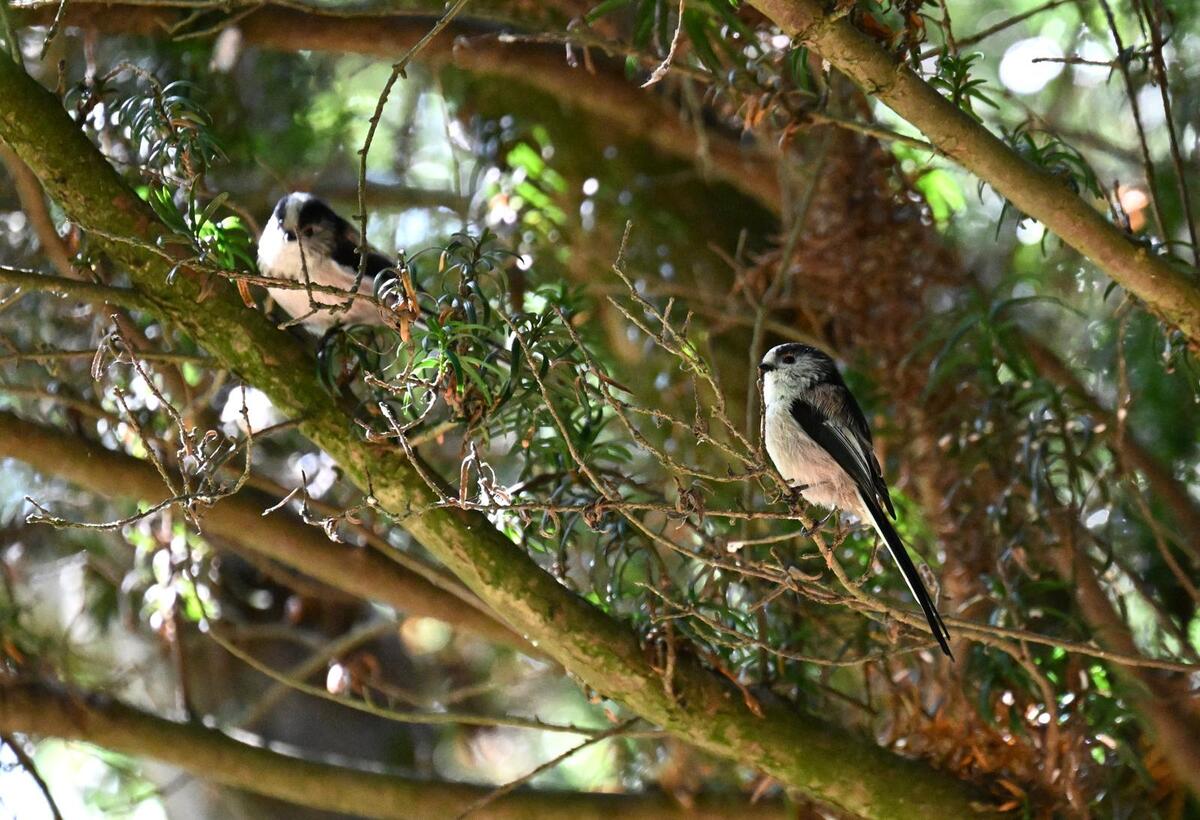 2026-09-21 Long tailed tit 3